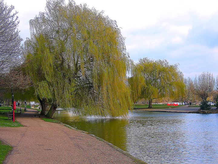 The willow, from here